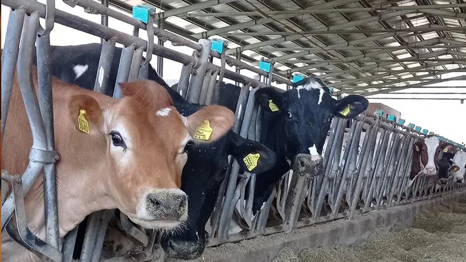 Azienda Agricola The Milk