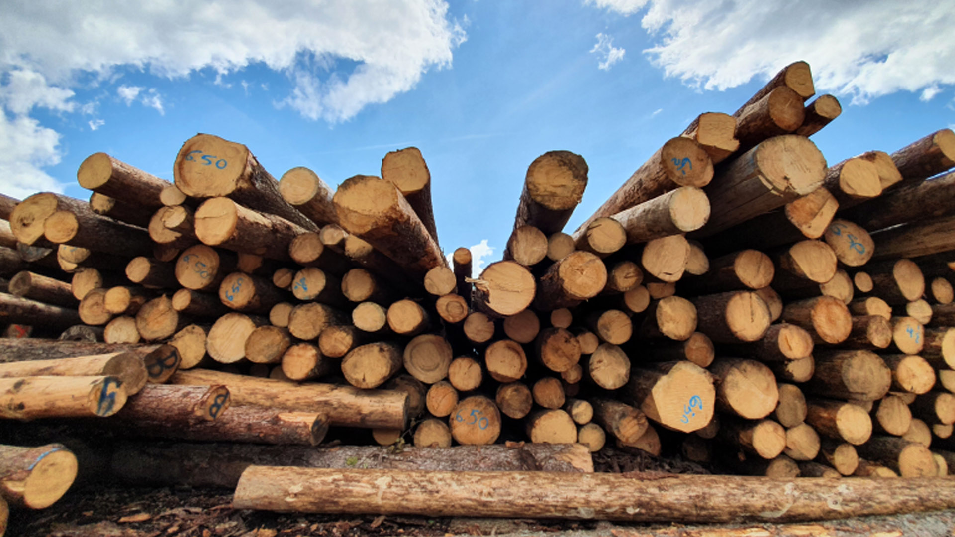 Lavorare il legno camuno con una Rasega