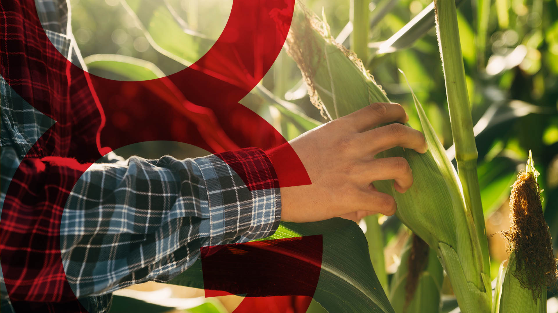 Agricoltura in Valle:  il futuro guarda al passato