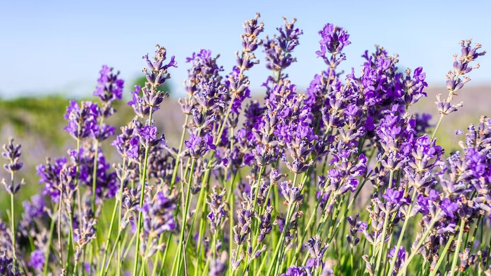 Cà dei Galli: gli avvocati dei fiori …