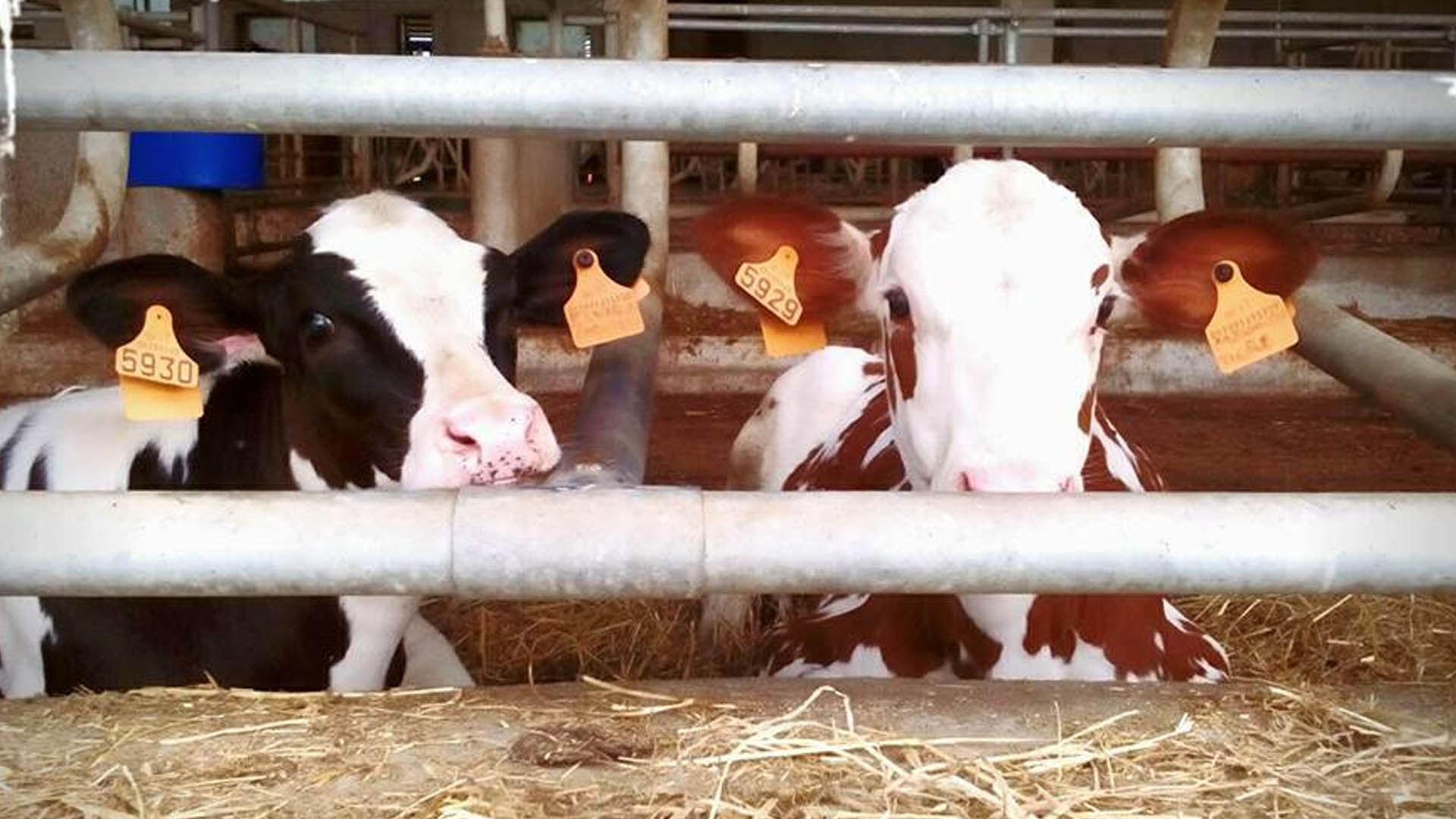Azienda agricola Fontana: formaggi di qualità