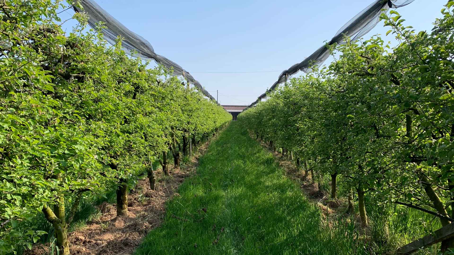 Dall’albero alla tavola, un’impresa giovane