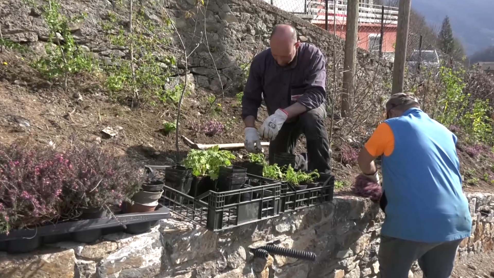 Dalla flora di bassa valle alle cime, 400 specie riunite nel giardino ”Vivione”