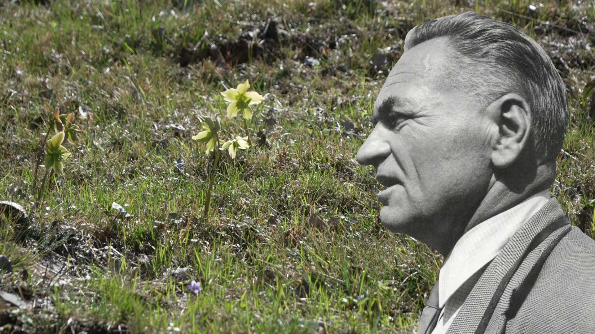 Flora microtermica a 300 metri di quota: solo nella Valle del freddo