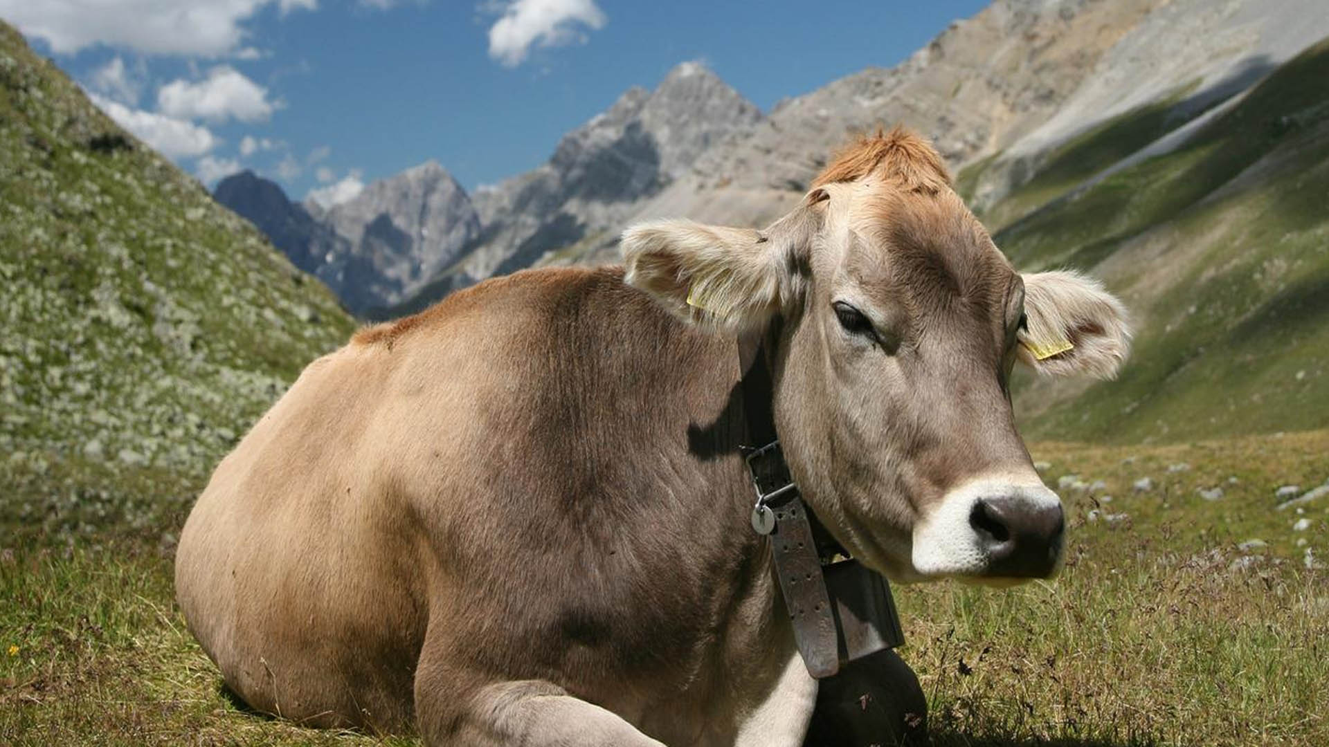 Petet, allevatori da più di cinque generazioni