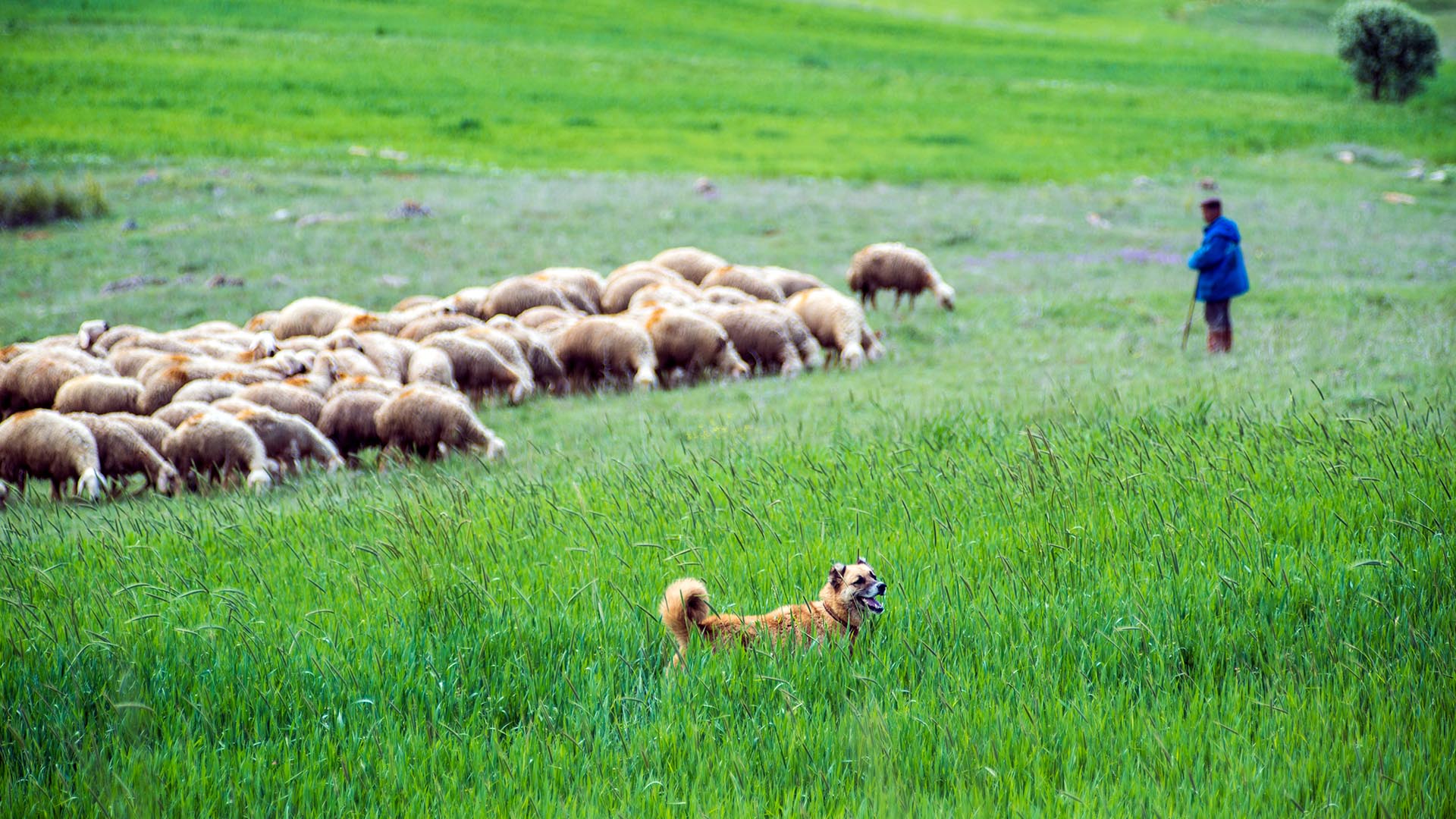 Cani in montagna: consigli per gli escursionisti