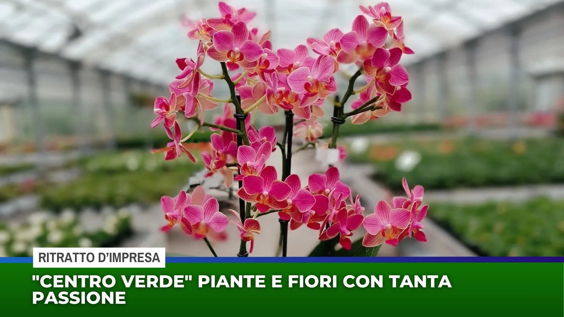 ”Centro Verde” piante e fiori con tanta passione