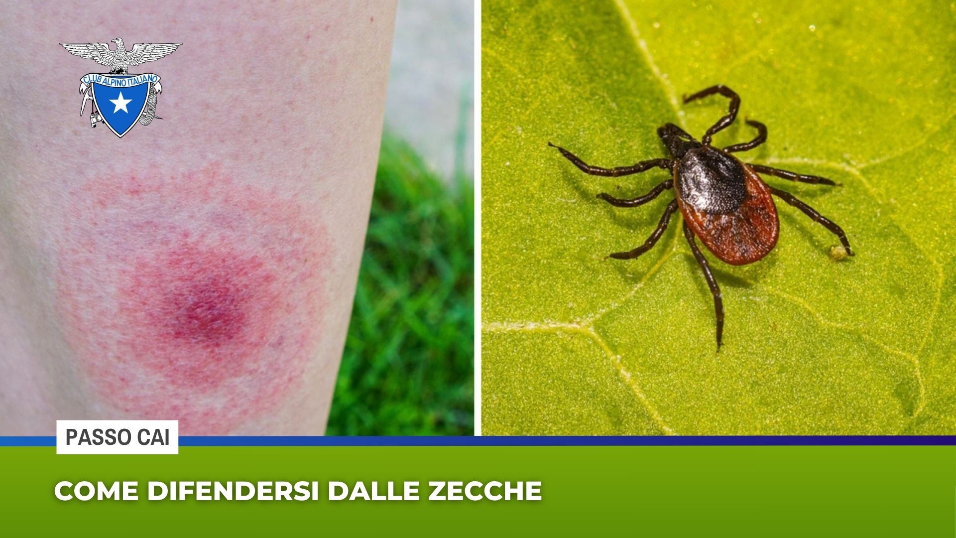 Come difendersi dalle zecche