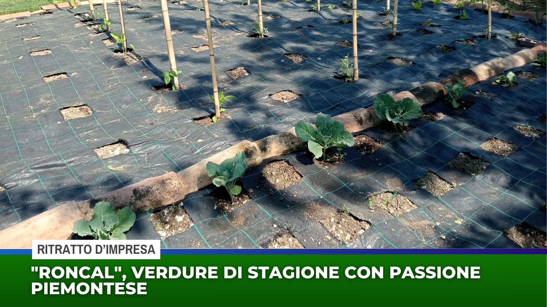 ”Roncal”, verdure di stagione con passione piemontese