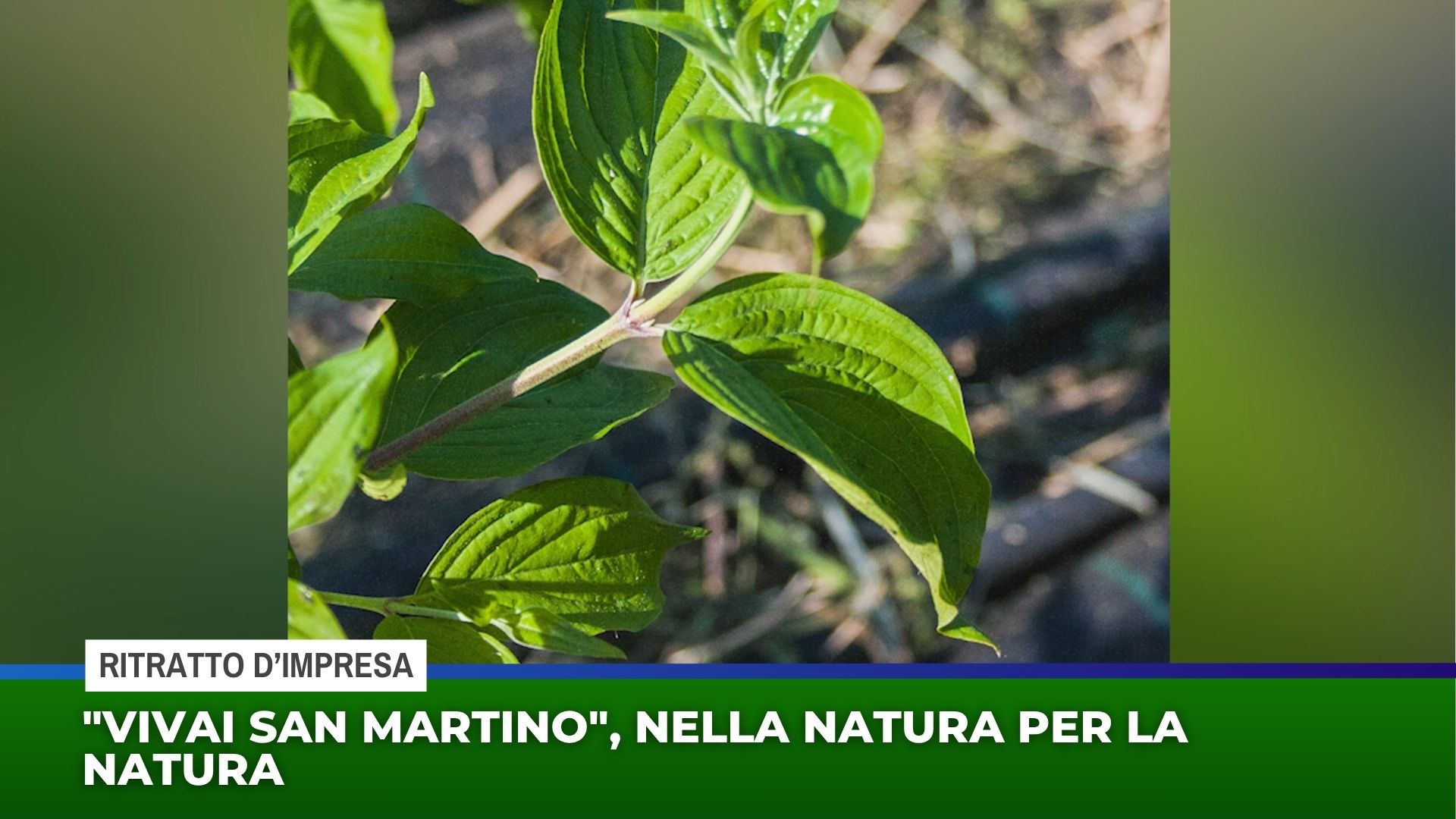 ”Vivai San Martino”, nella natura per la natura