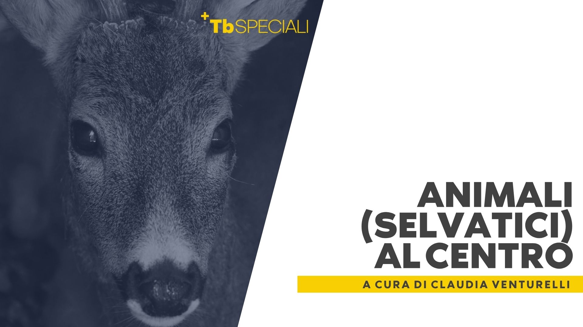 Animali (selvatici) al centro