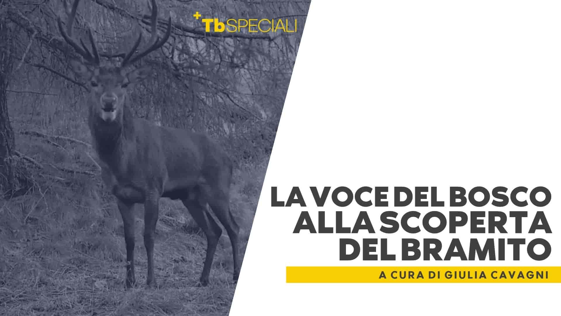 Il turismo del bramito tra fascino della natura e tutela della fauna