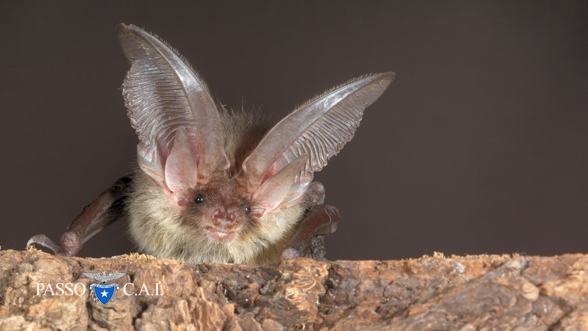 I pipistrelli sul ghiacciaio dell’Adamello