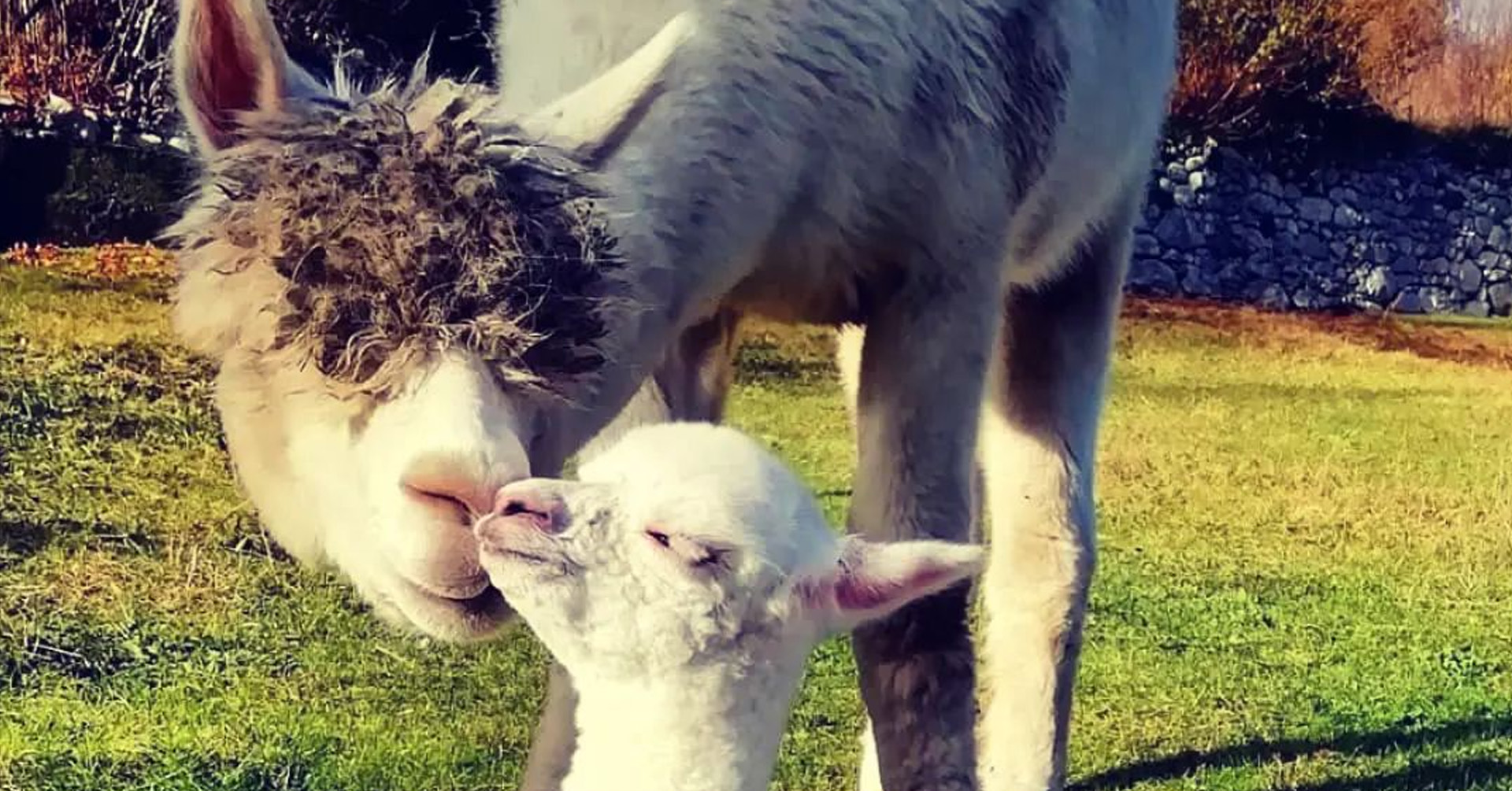 Flor, dalle Ande alla Concarena