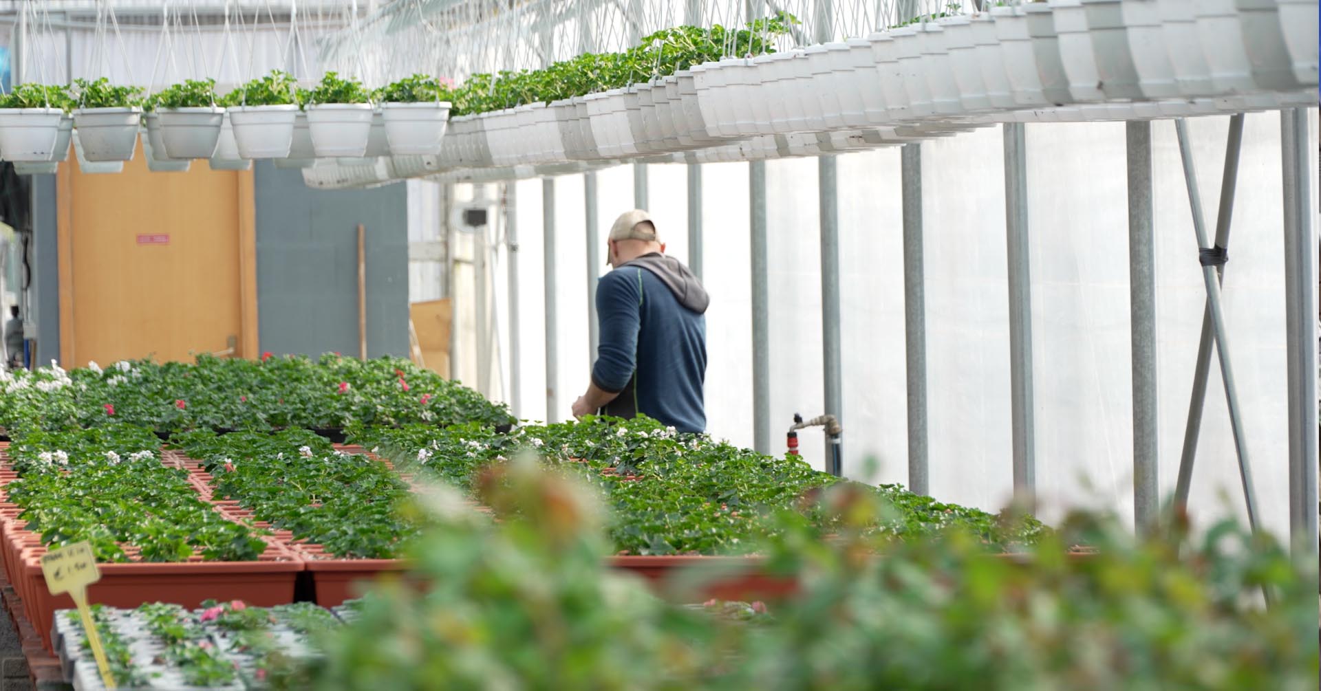 Floricoltura Tonale, dove crescono le stelle alpine