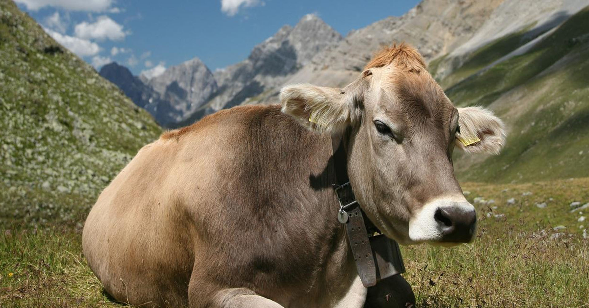 Petet, allevatori da più di cinque generazioni