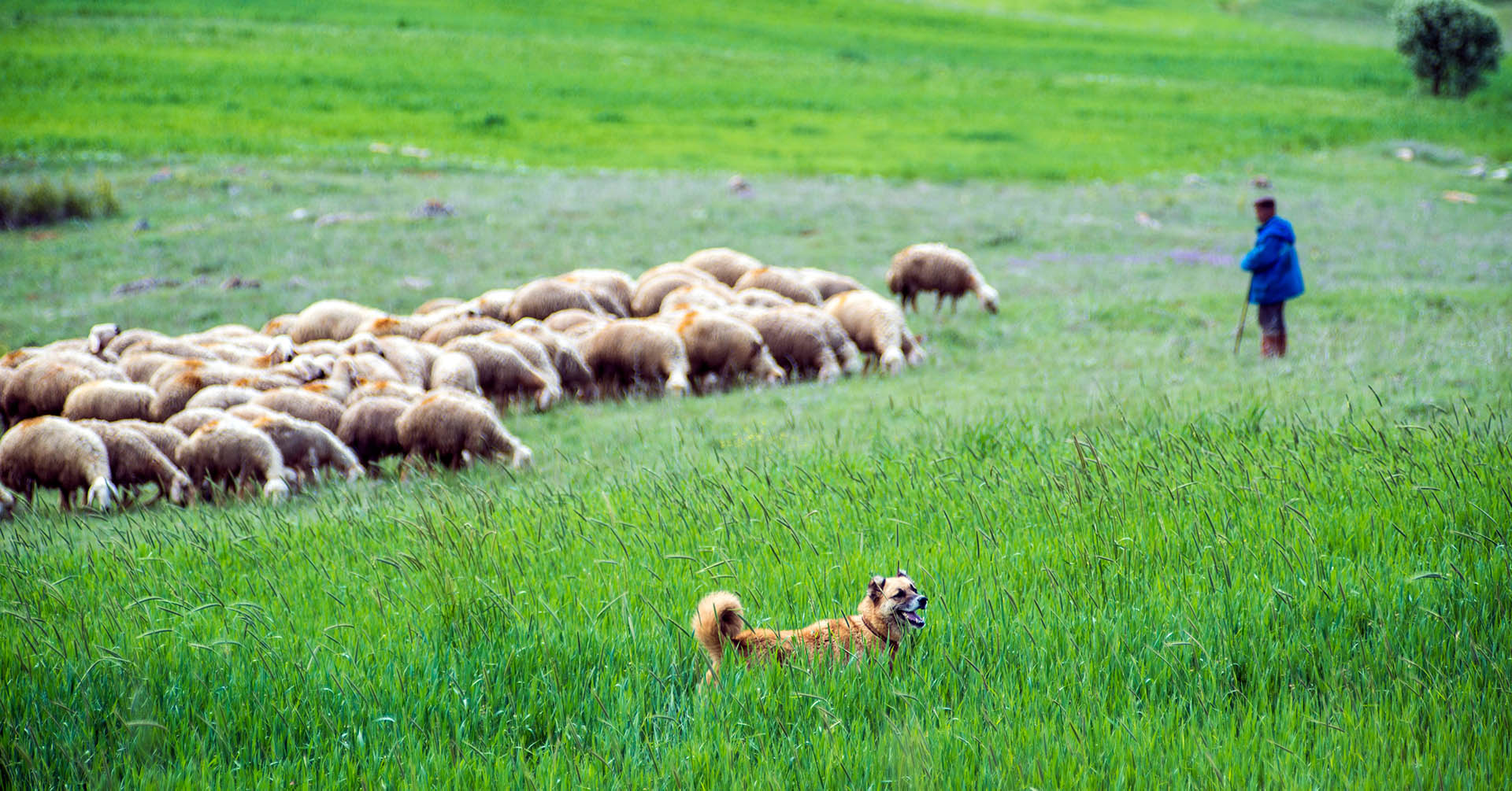 Cani in montagna: consigli per gli escursionisti
