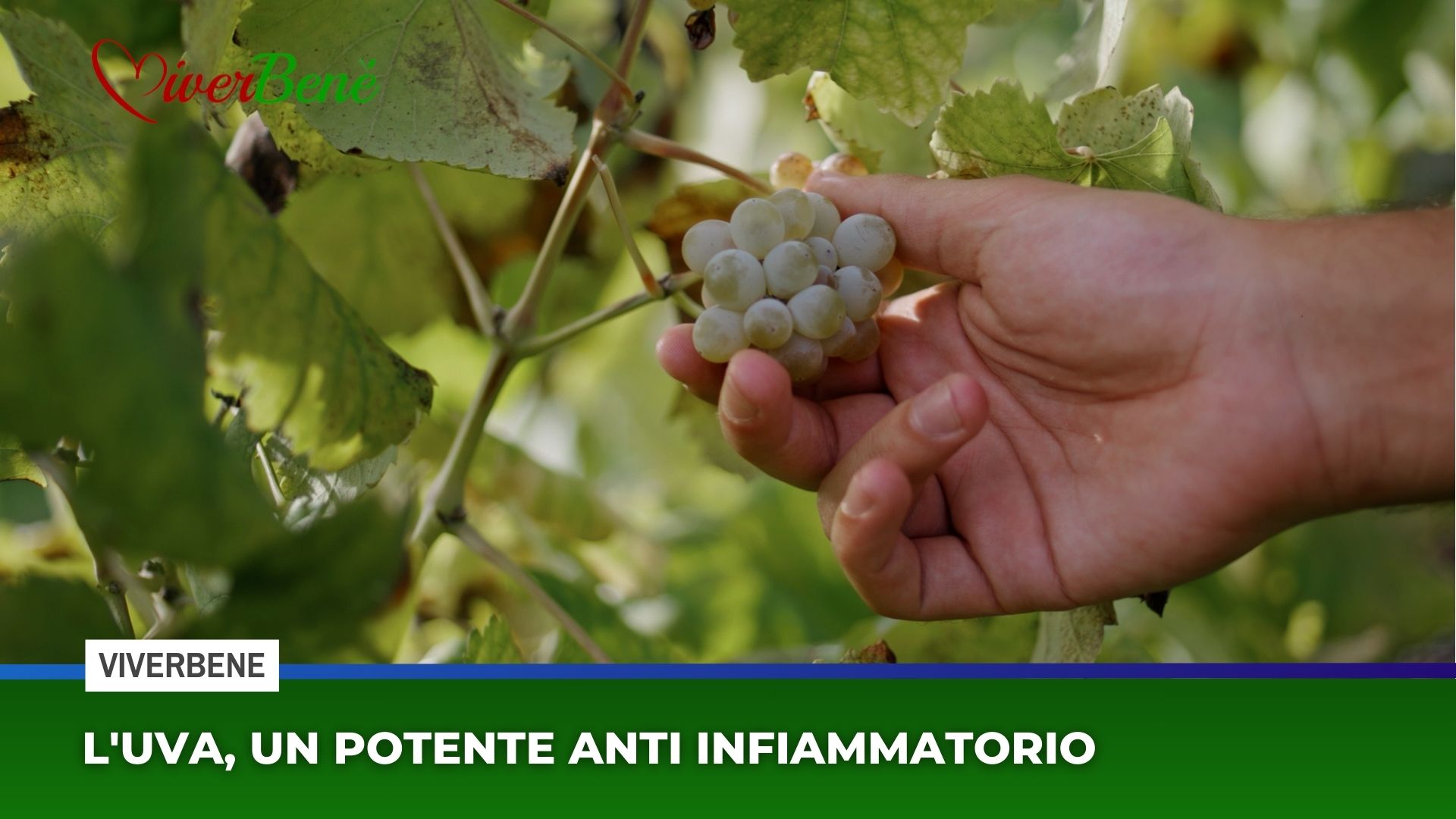 L'uva, un potente anti infiammatorio