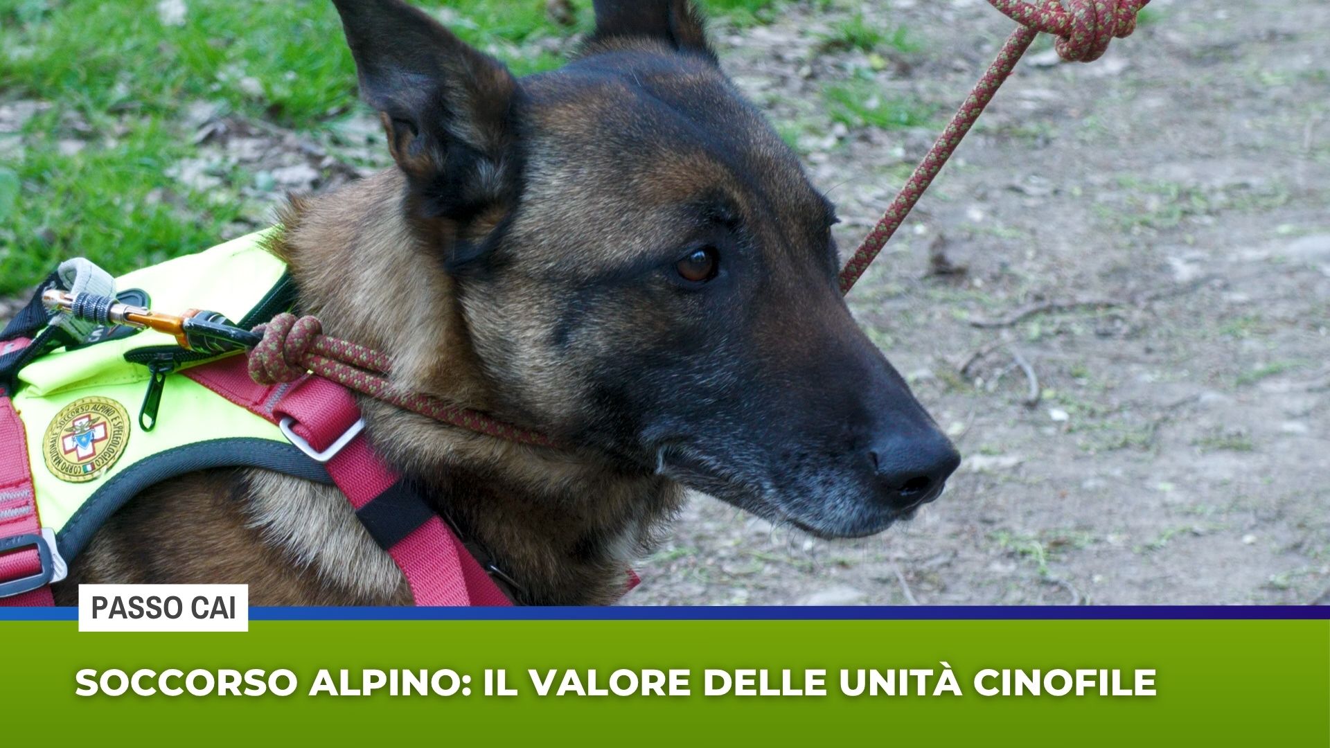 Soccorso alpino: il valore delle unità cinofile