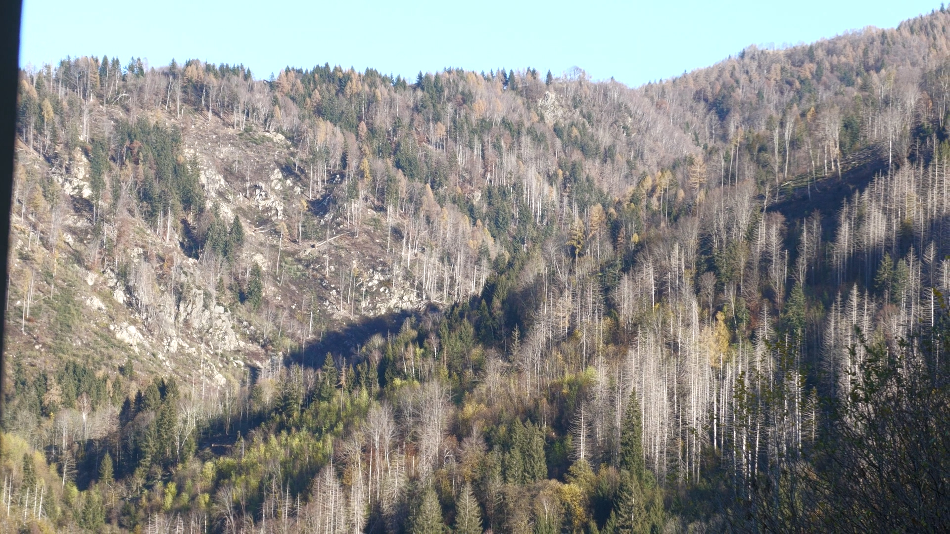 Bostrico: 1300 ettari colpiti, 4mila nuove piante a Pisogne