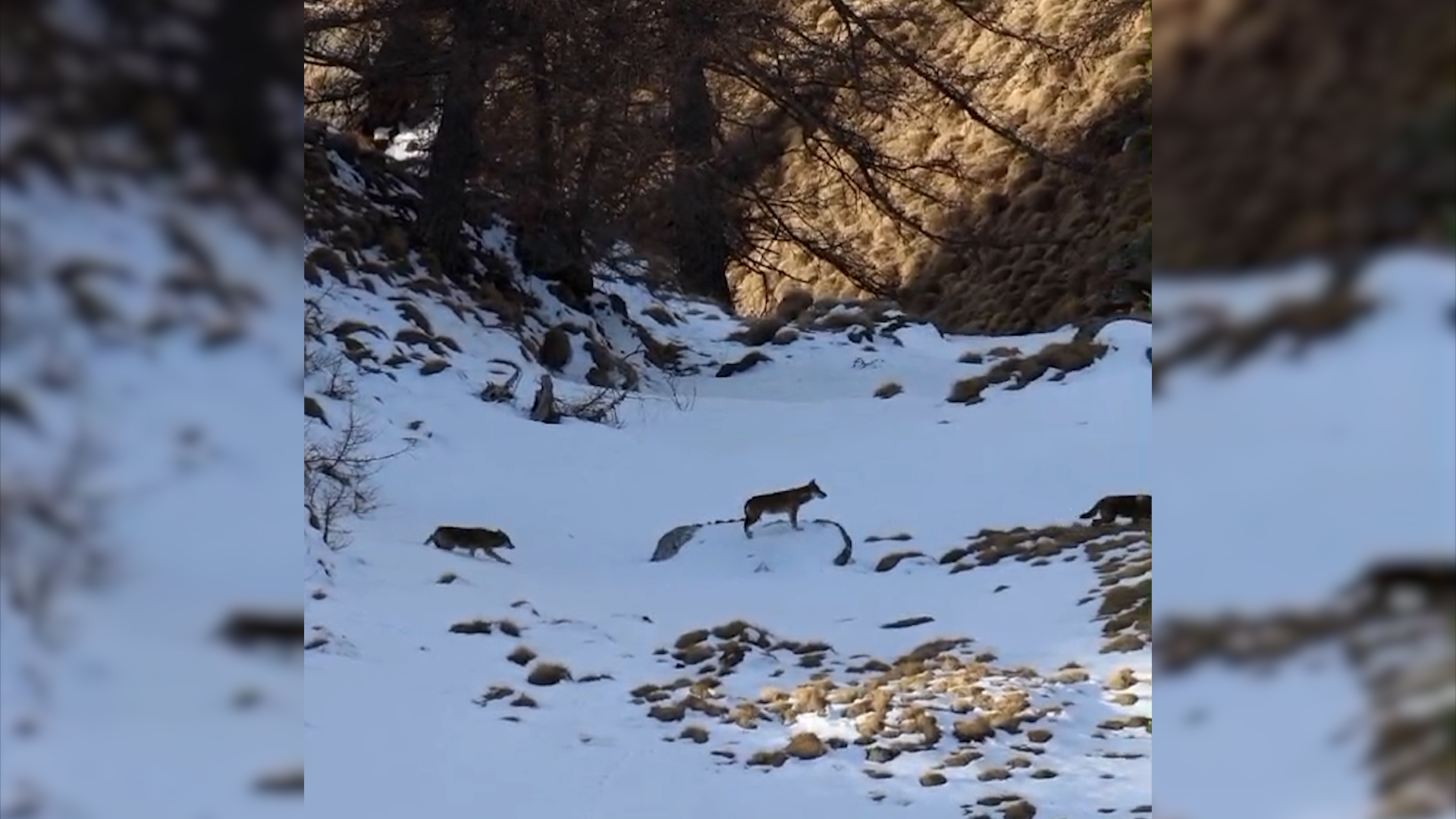 Lupi e animali selvatici in alta valle, lo spettacolo della natura