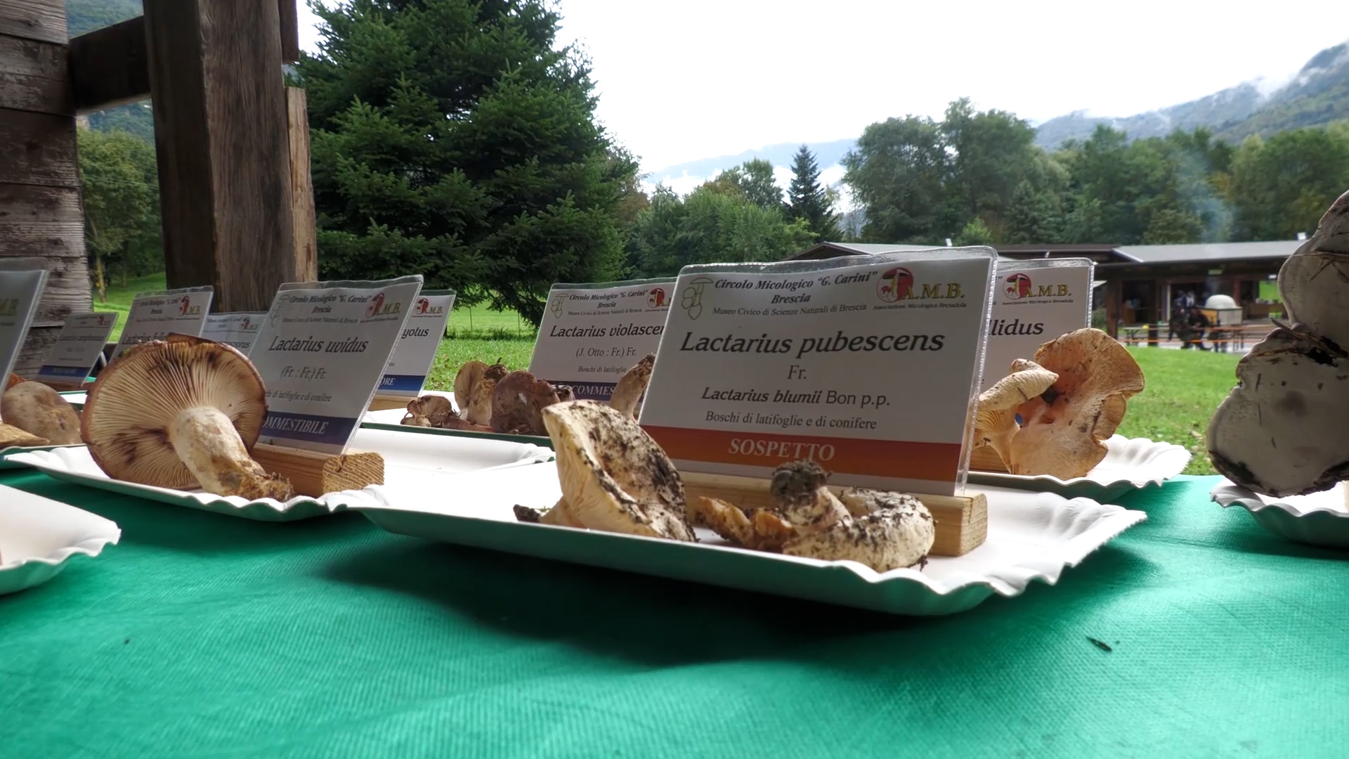 Mico Cosmo Festival per tutti gli appassionati di funghi