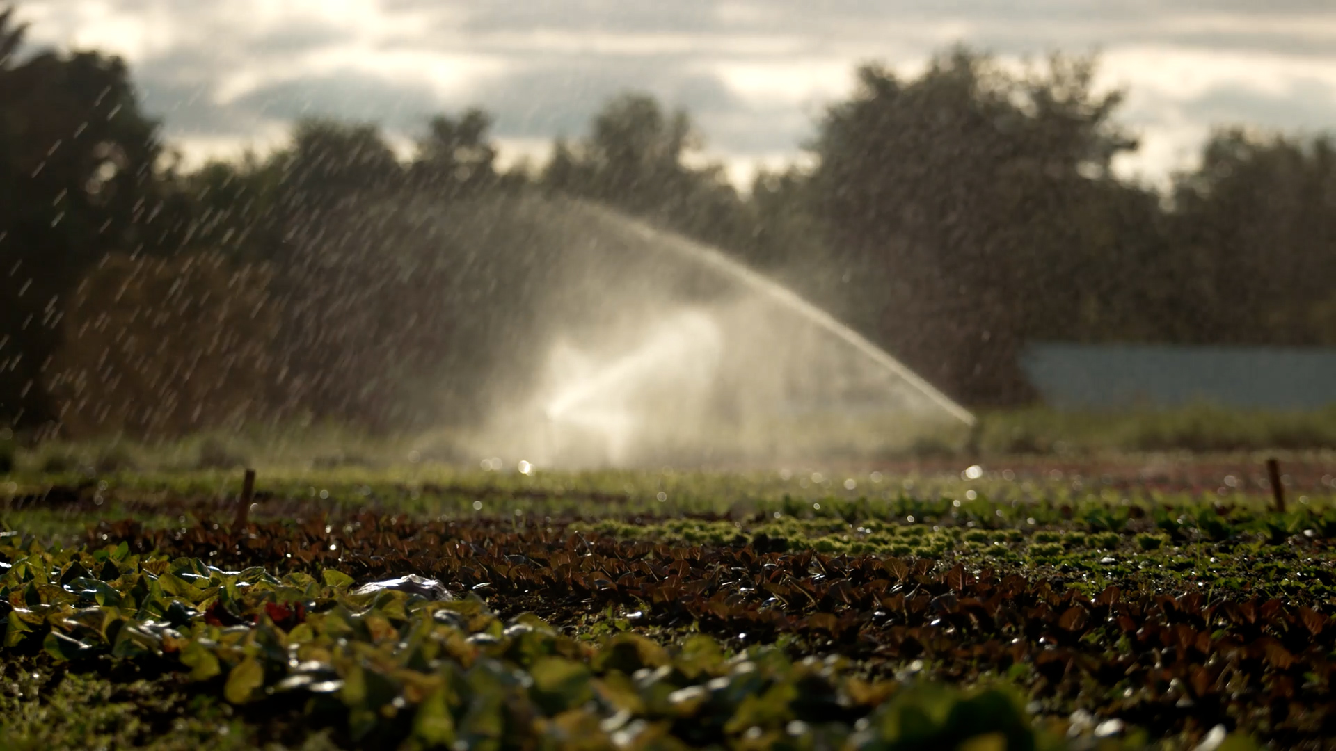 Agricoltura in difficoltà