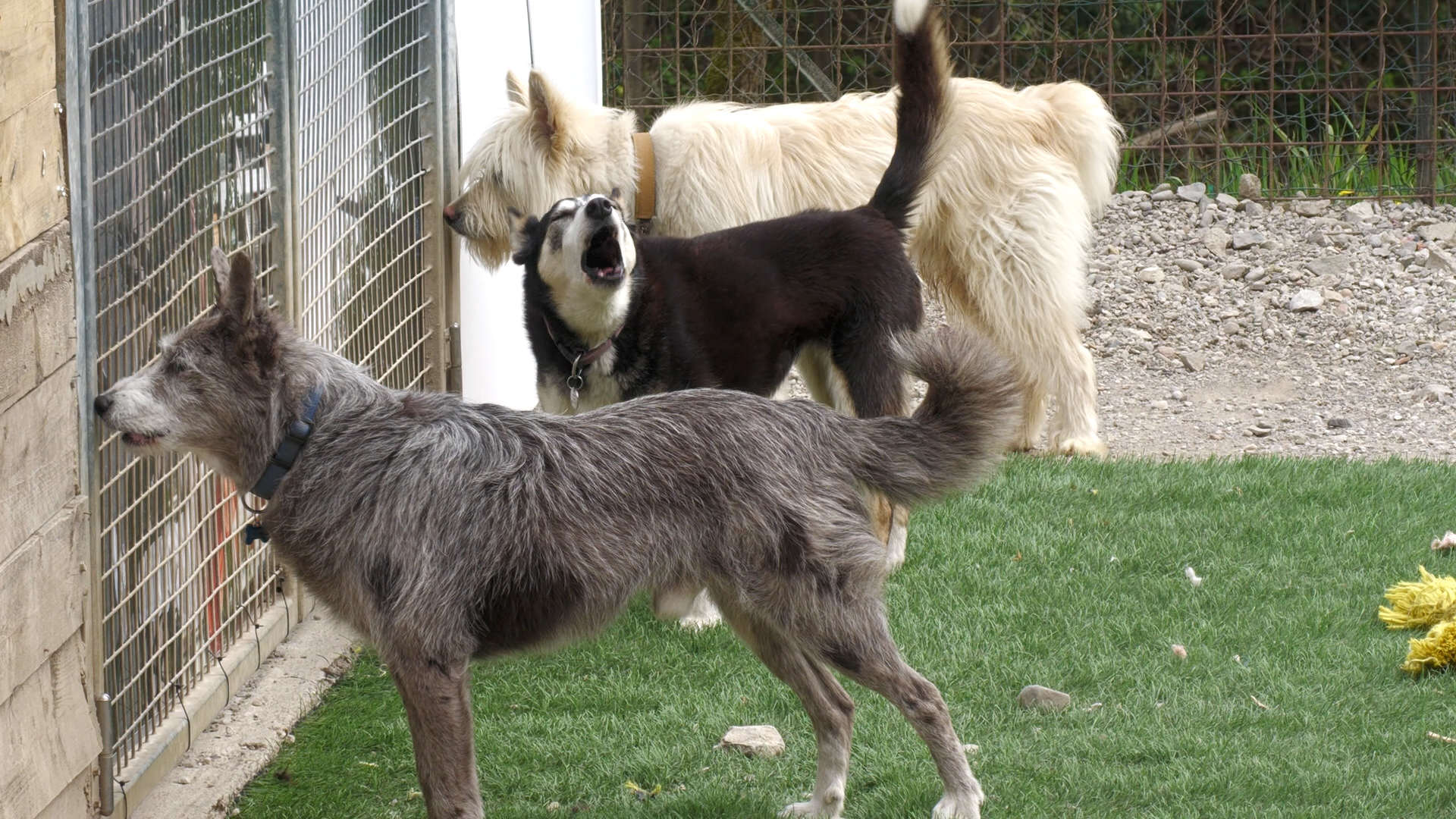 Patentino dei cani, a Breno il corso per i proprietari