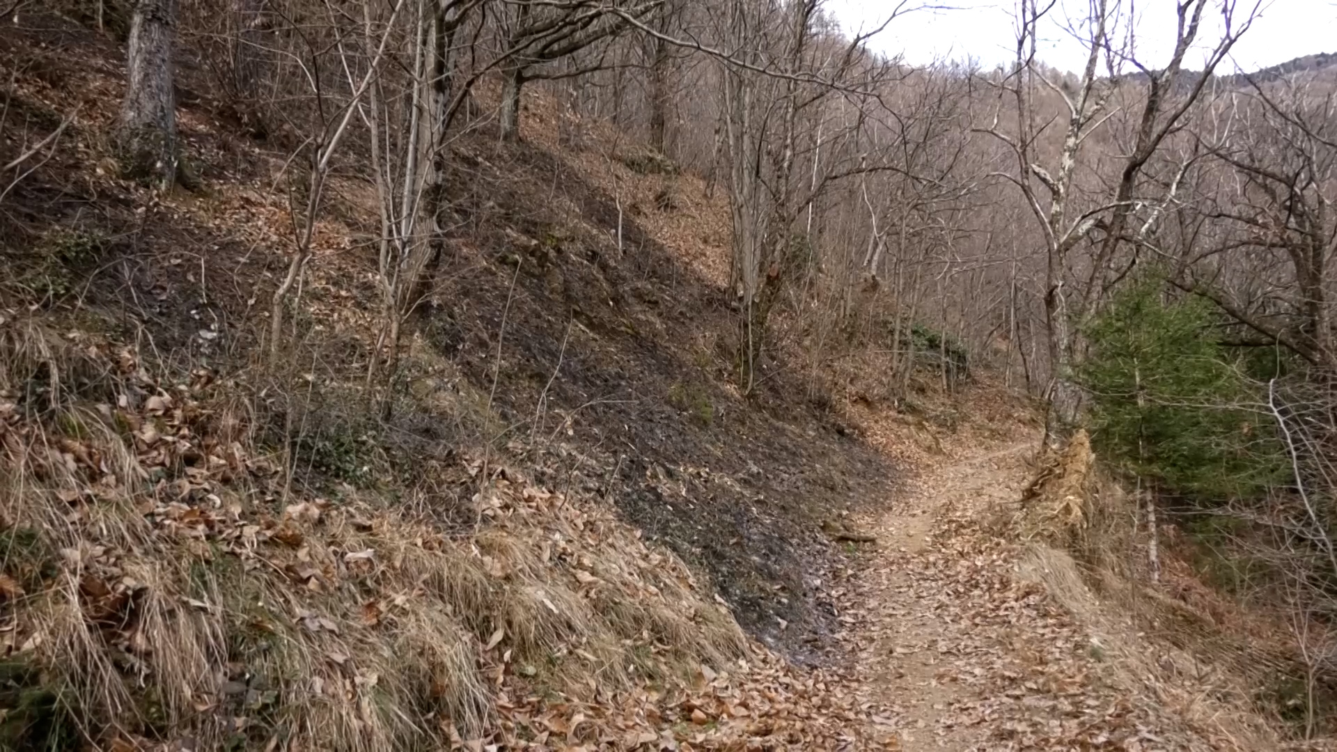 Ieri sera incendio doloso nei boschi di Volpera