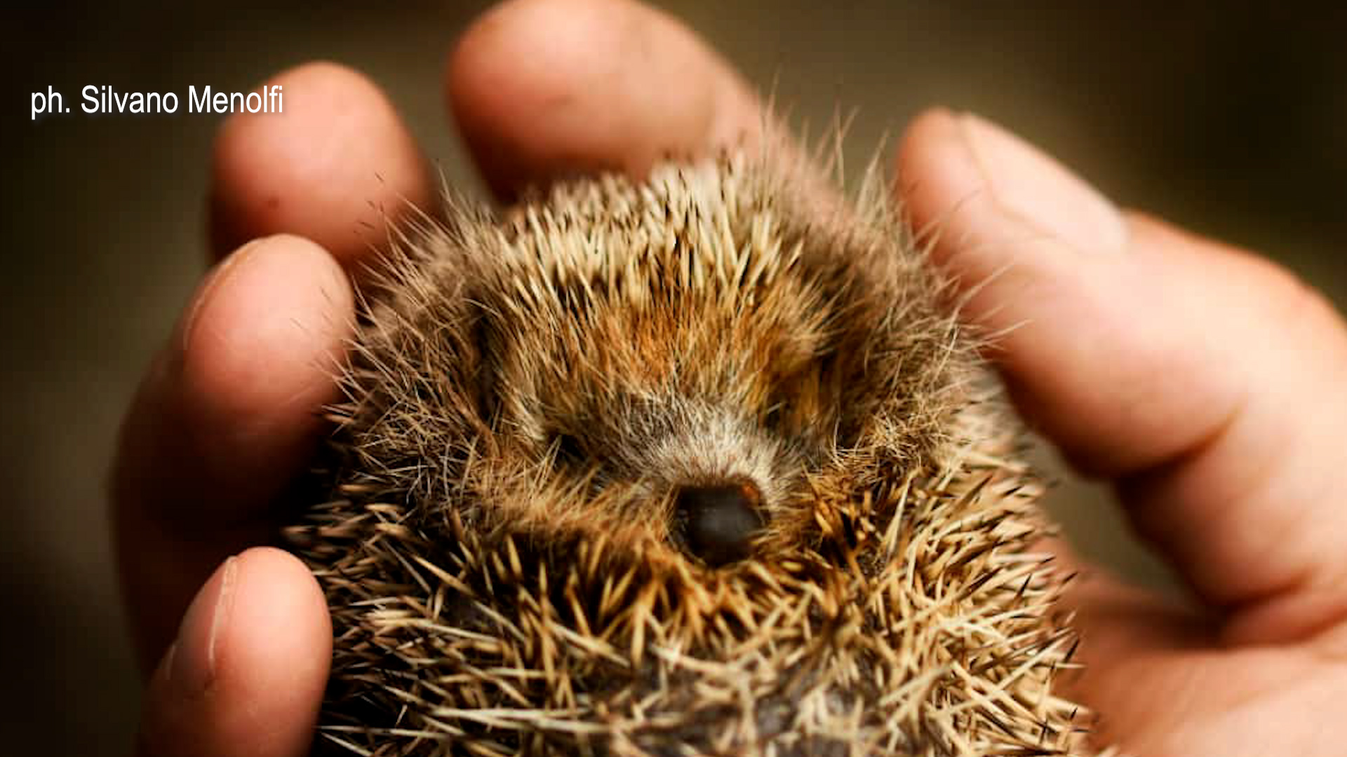 Animali selvatici tra letargo e cambiamenti climatici