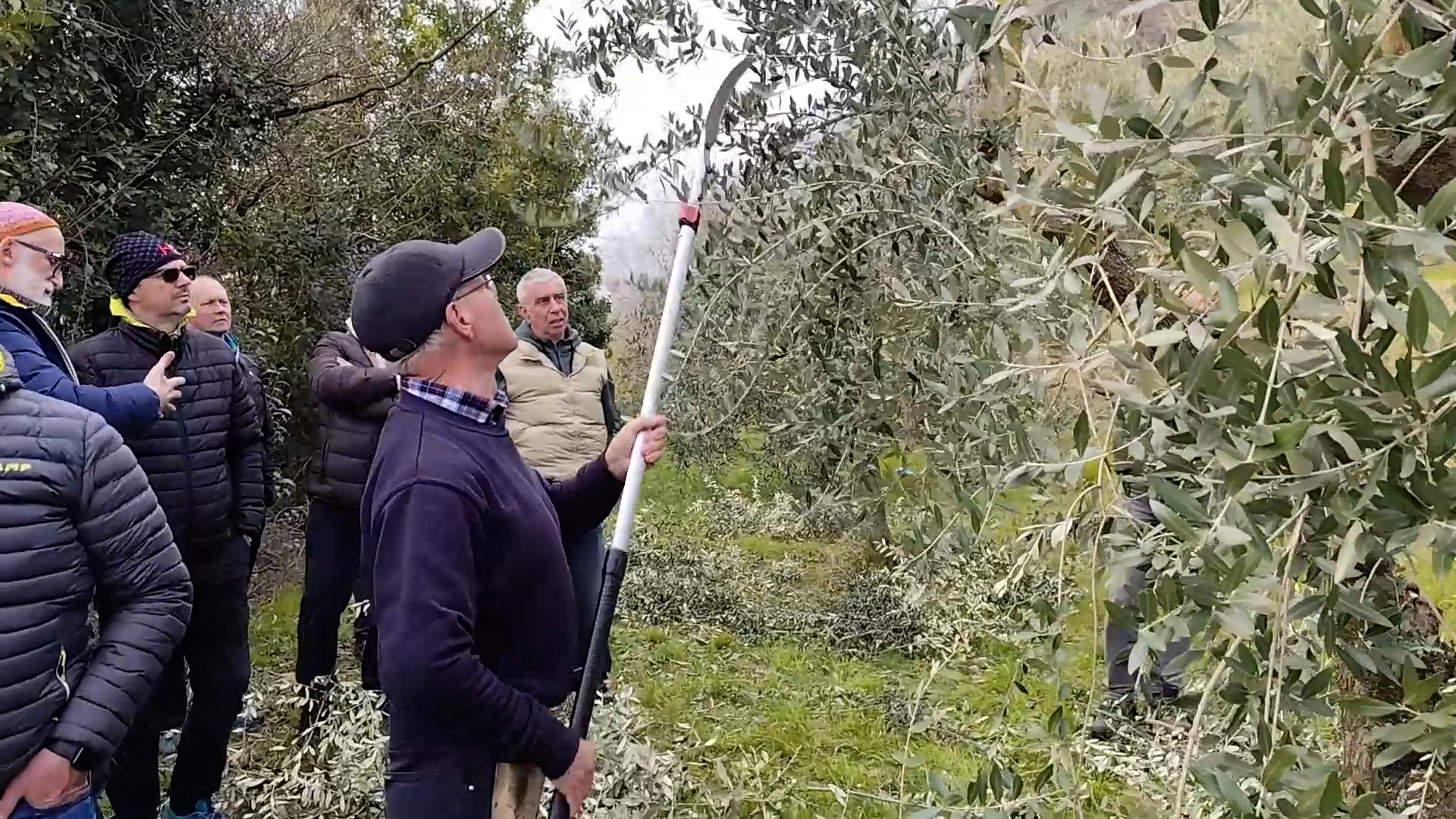 Sebino, un corso per potare gli ulivi