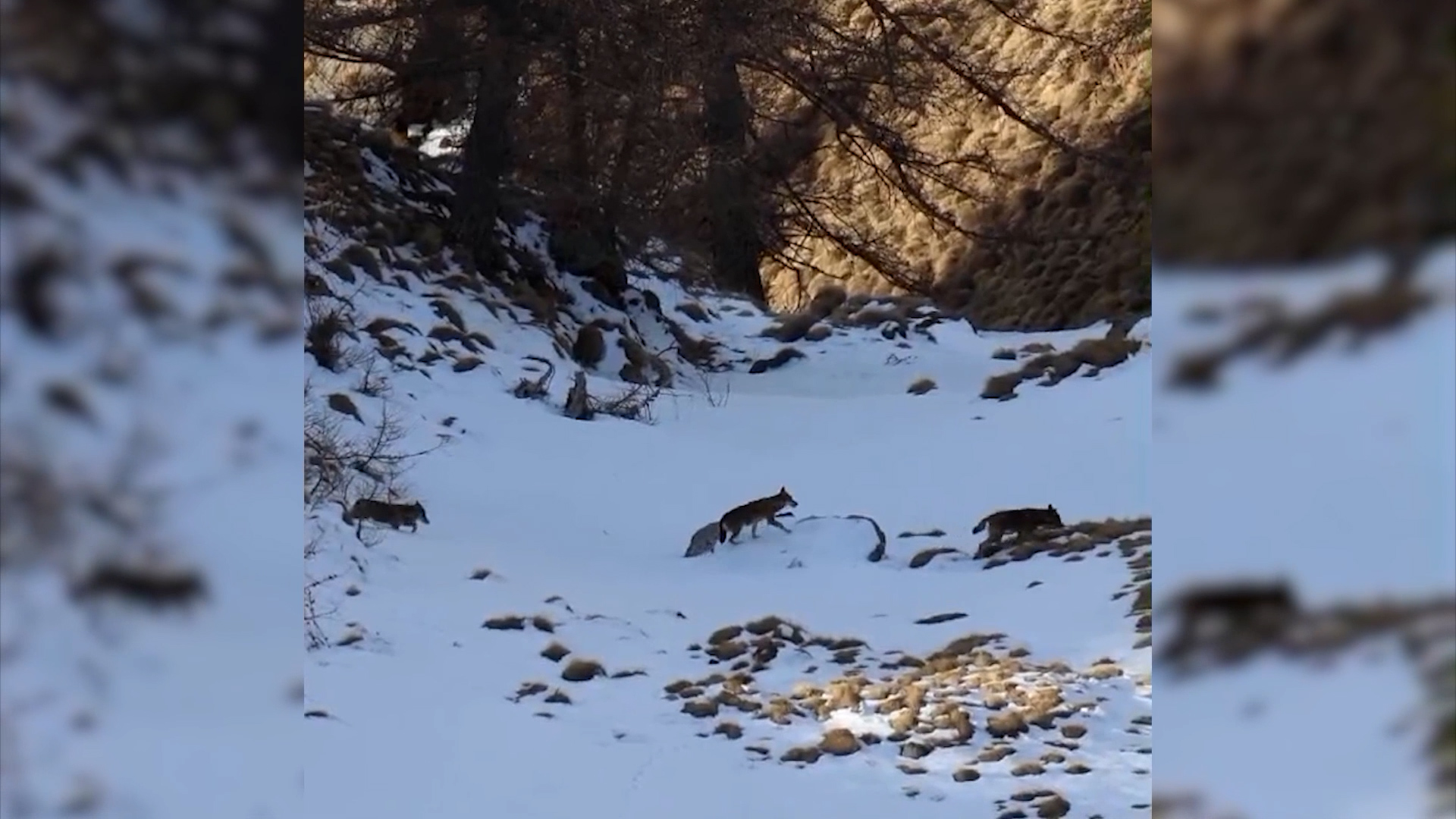 I numeri ufficiali dei lupi in valle Camonica: sedici in tutto