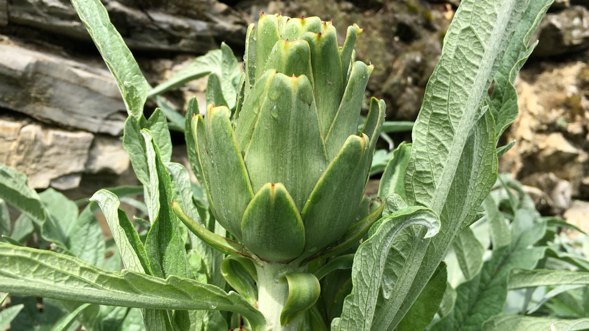 Carciofo di Malegno, arriva il riconoscimento nazionale