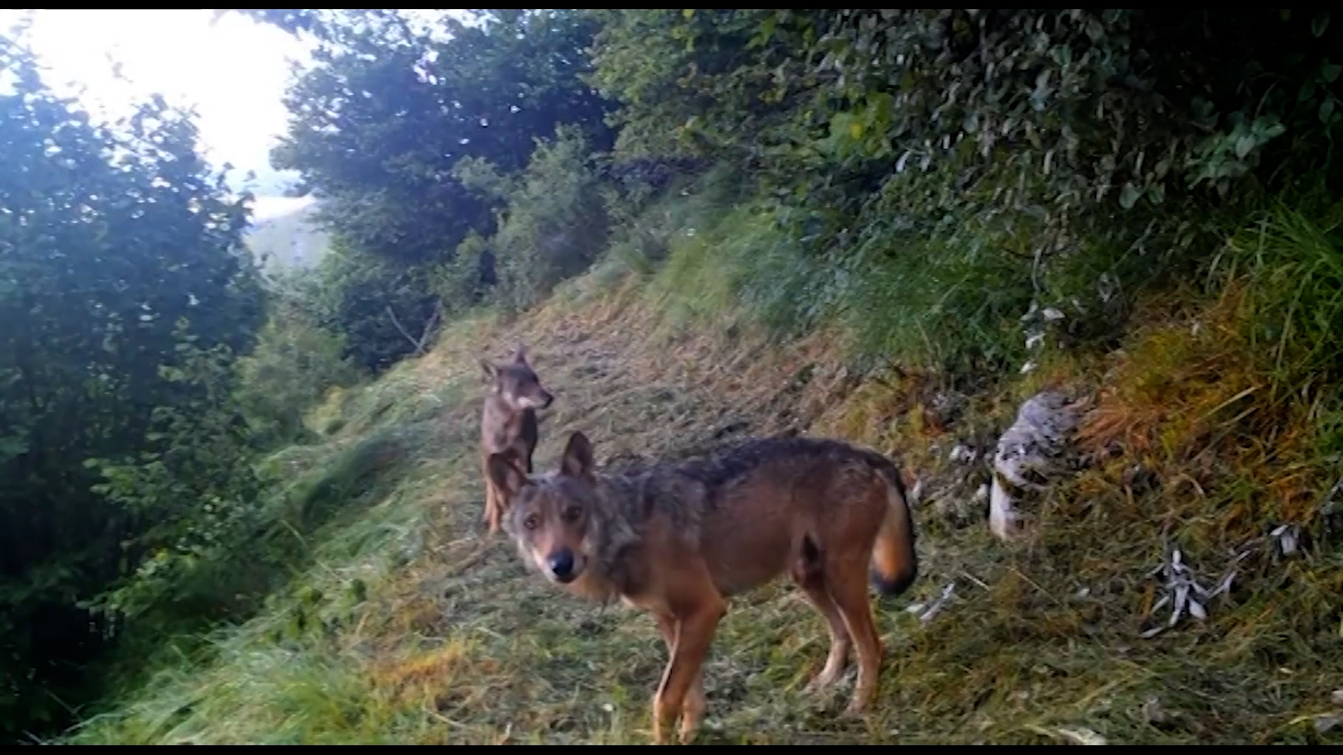 Grandi carnivori: comitato e app per il monitoraggio