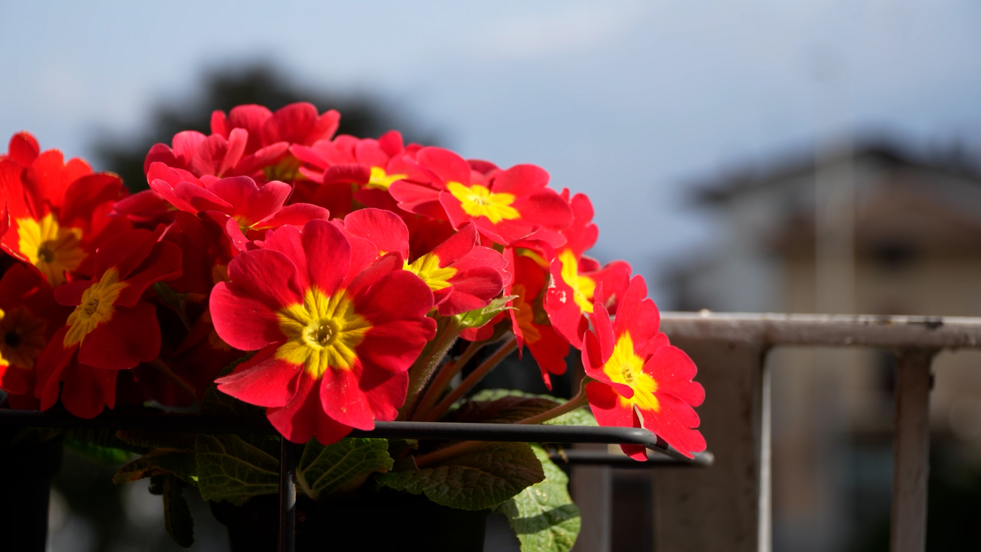 Meteo: week end in chiaro scuro