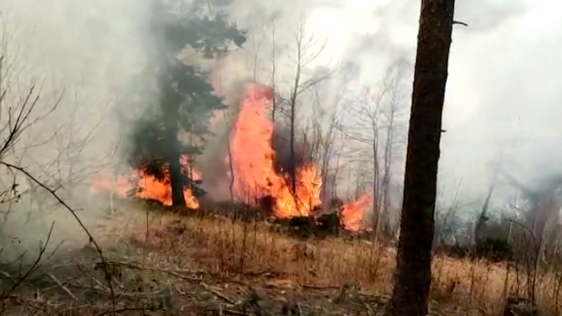 Incendi boschivi: da oggi scatta il divieto di accendere i fuochi