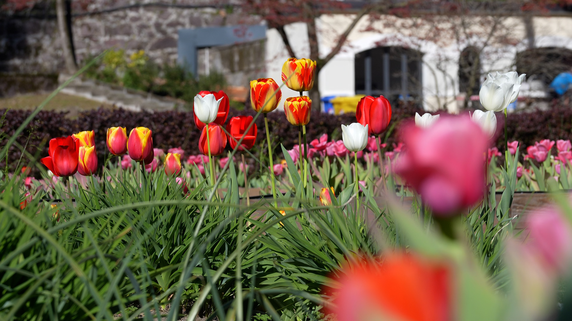 Nel parco delle terme parte la raccolta dei tulipani