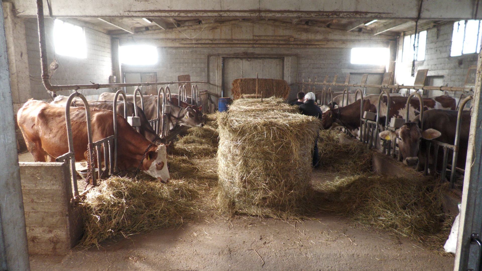 Esine, dove i formaggi si fanno con passione
