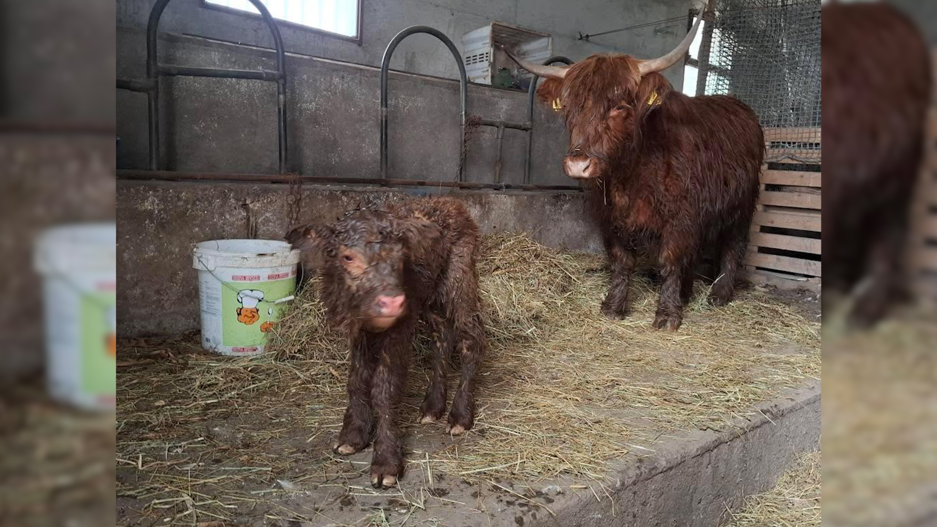 Un cervo passeggia davanti al municipio. In paese fiocco azzurro per un nuovo highlander