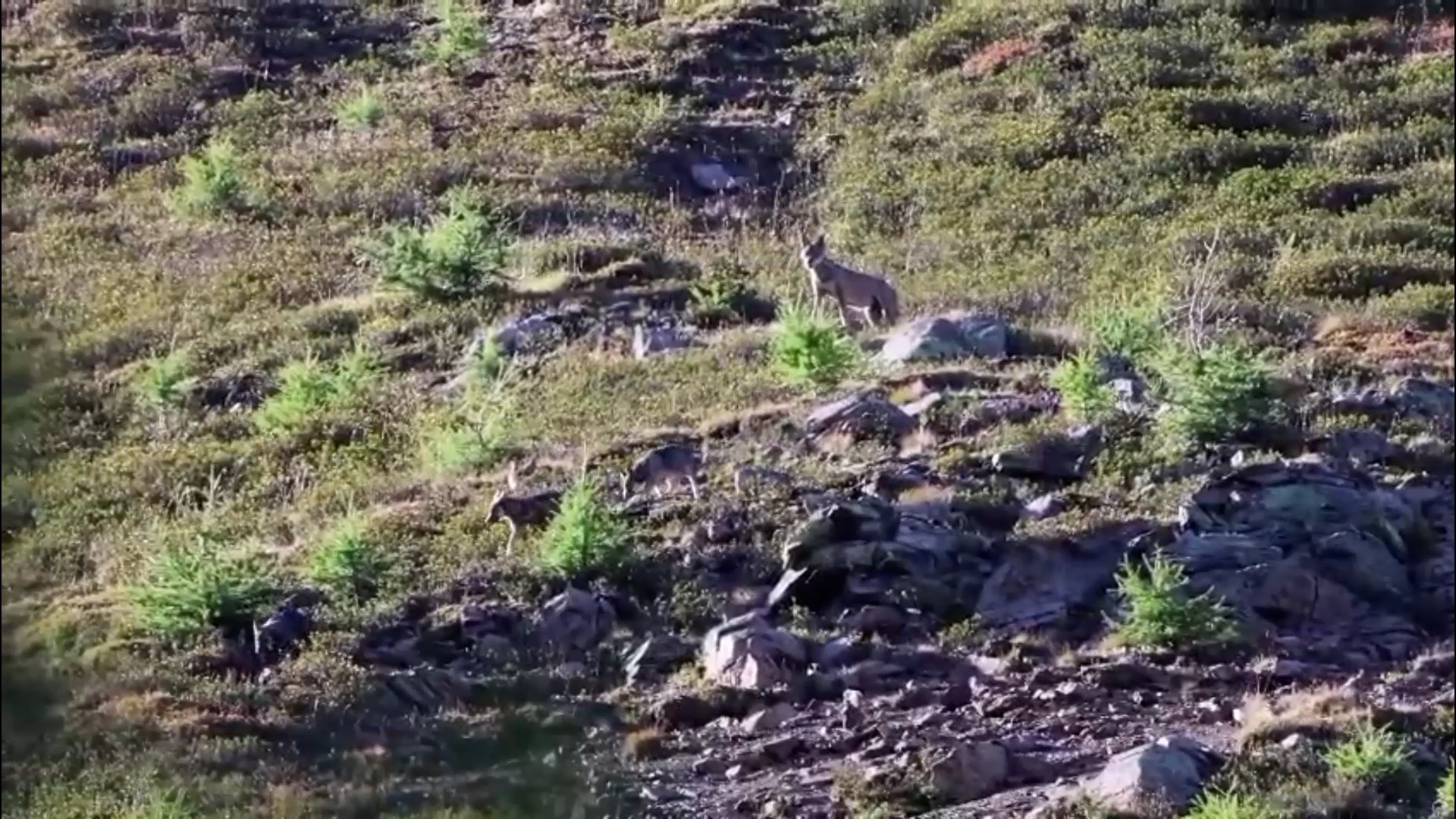 Alta valle: i cacciatori chiedono un monitoraggio continuo del lupo