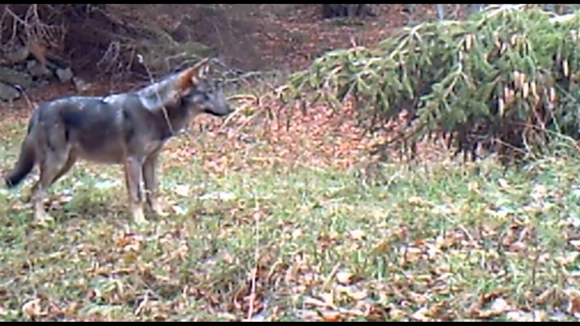 Orsi e lupi: report sui numeri evidenzia un nuovo branco in valle