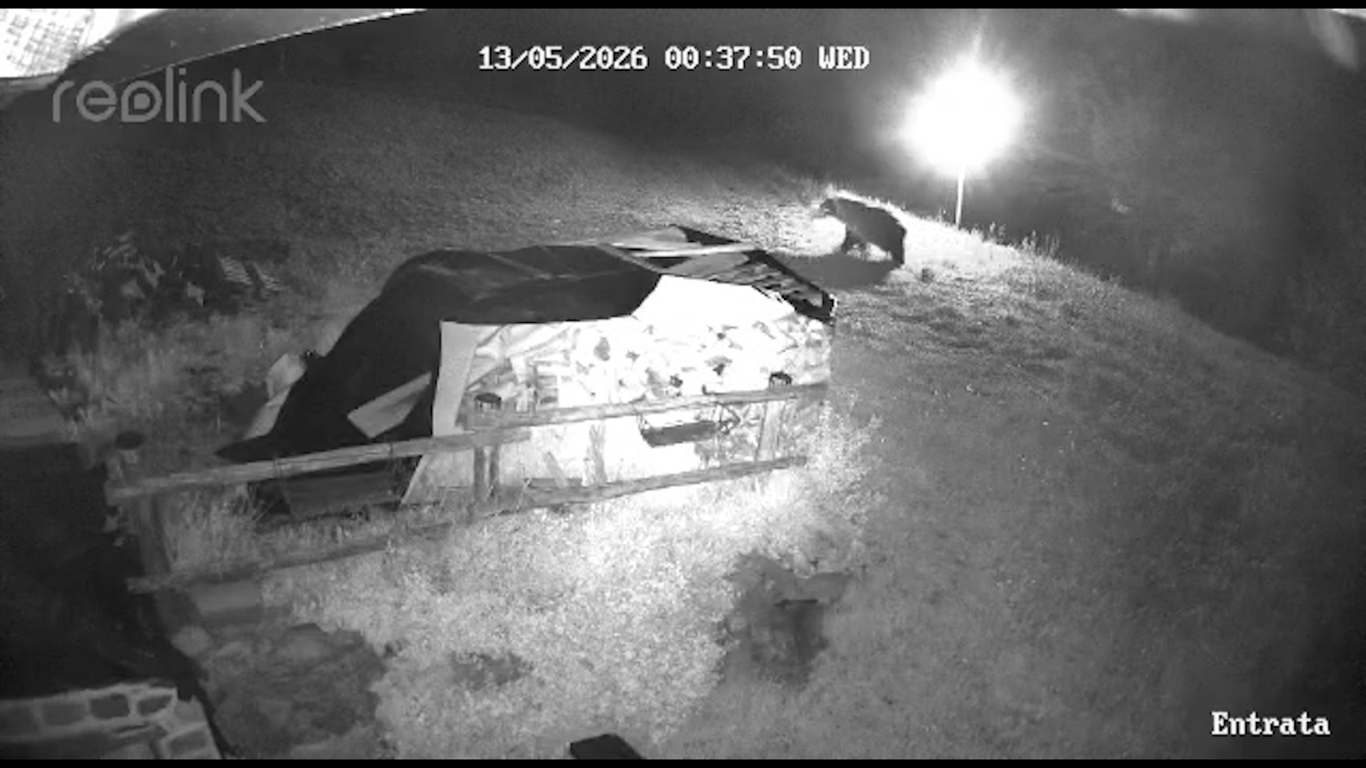 Cimbergo, un orso in giardino in Barnèl