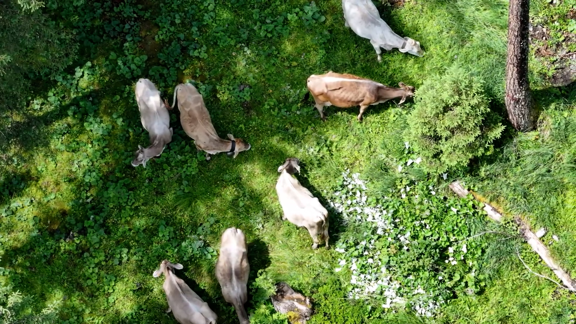 2,5 milioni per malghe e allevamenti di montagna. Domande dal 7 luglio