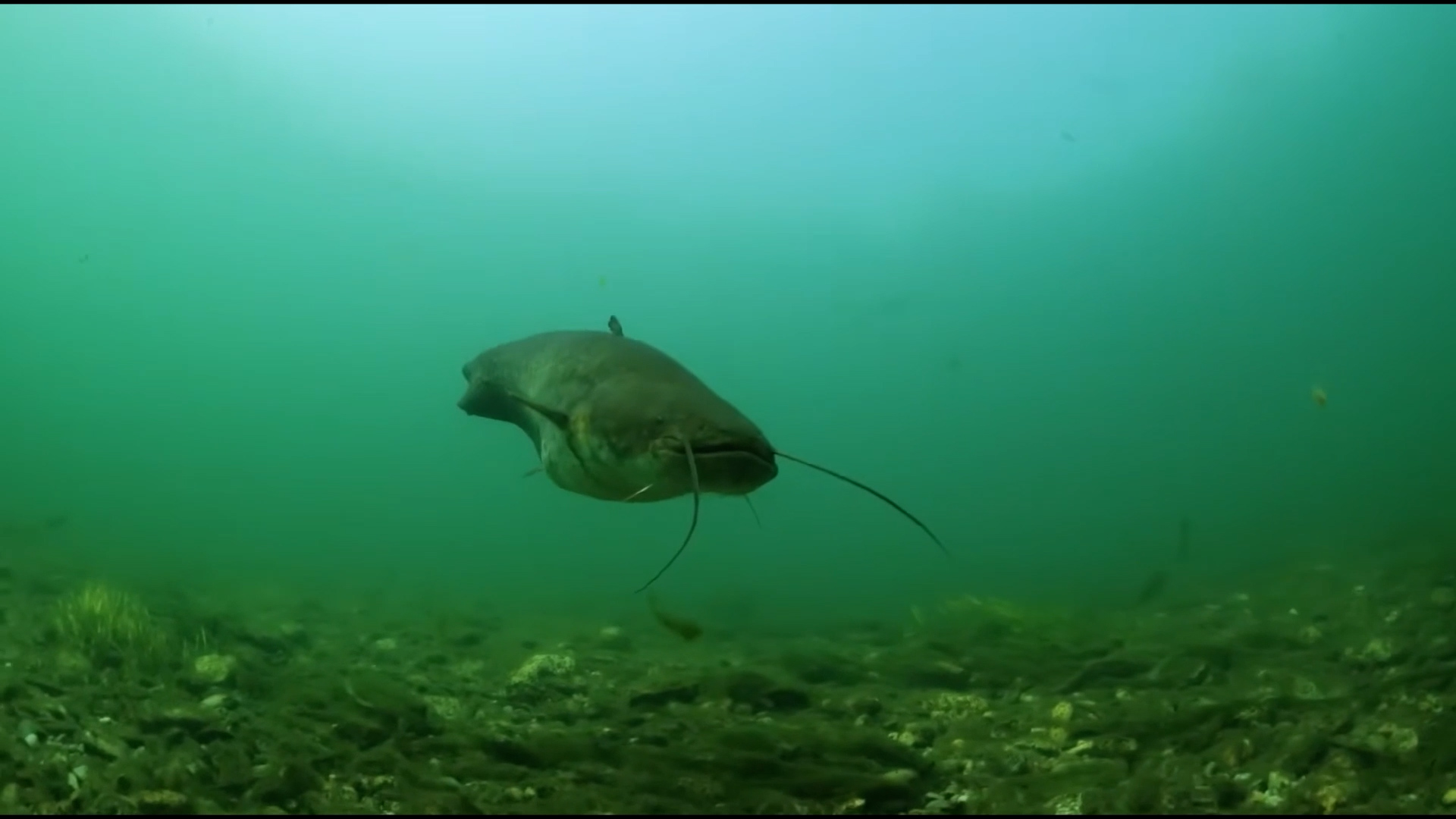 Pesce siluro, oltre 1200 esemplari catturati in tre anni nel Sebino