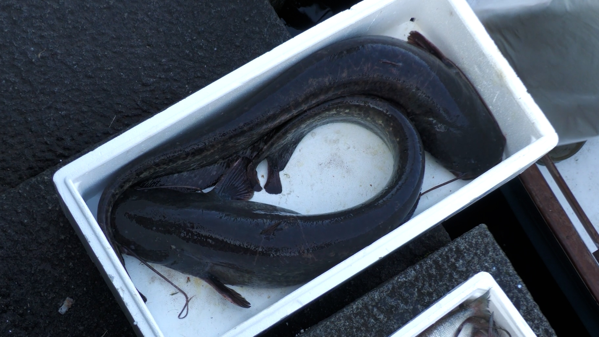 Pesce Siluro, il PD chiede chiarezza