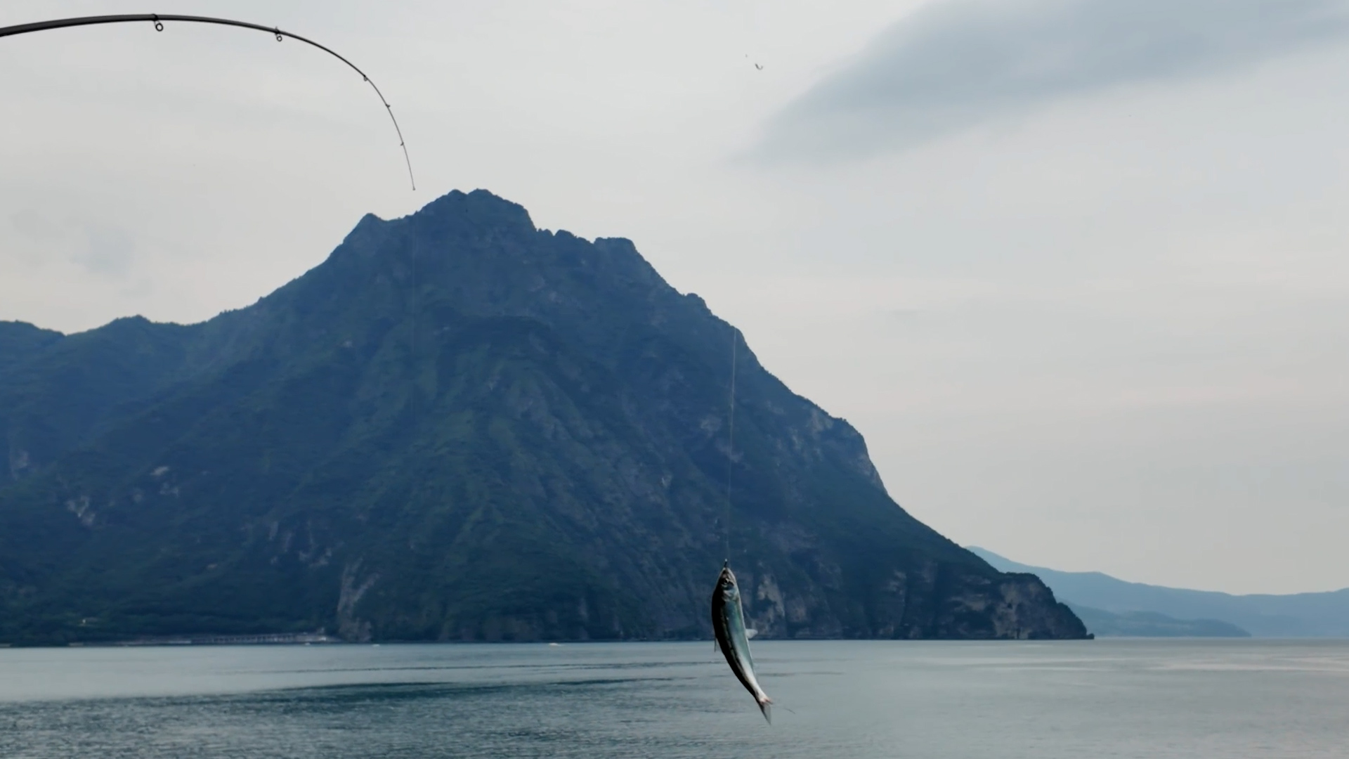 Pesca alle sardine: la regola dei tre giorni ha funzionato