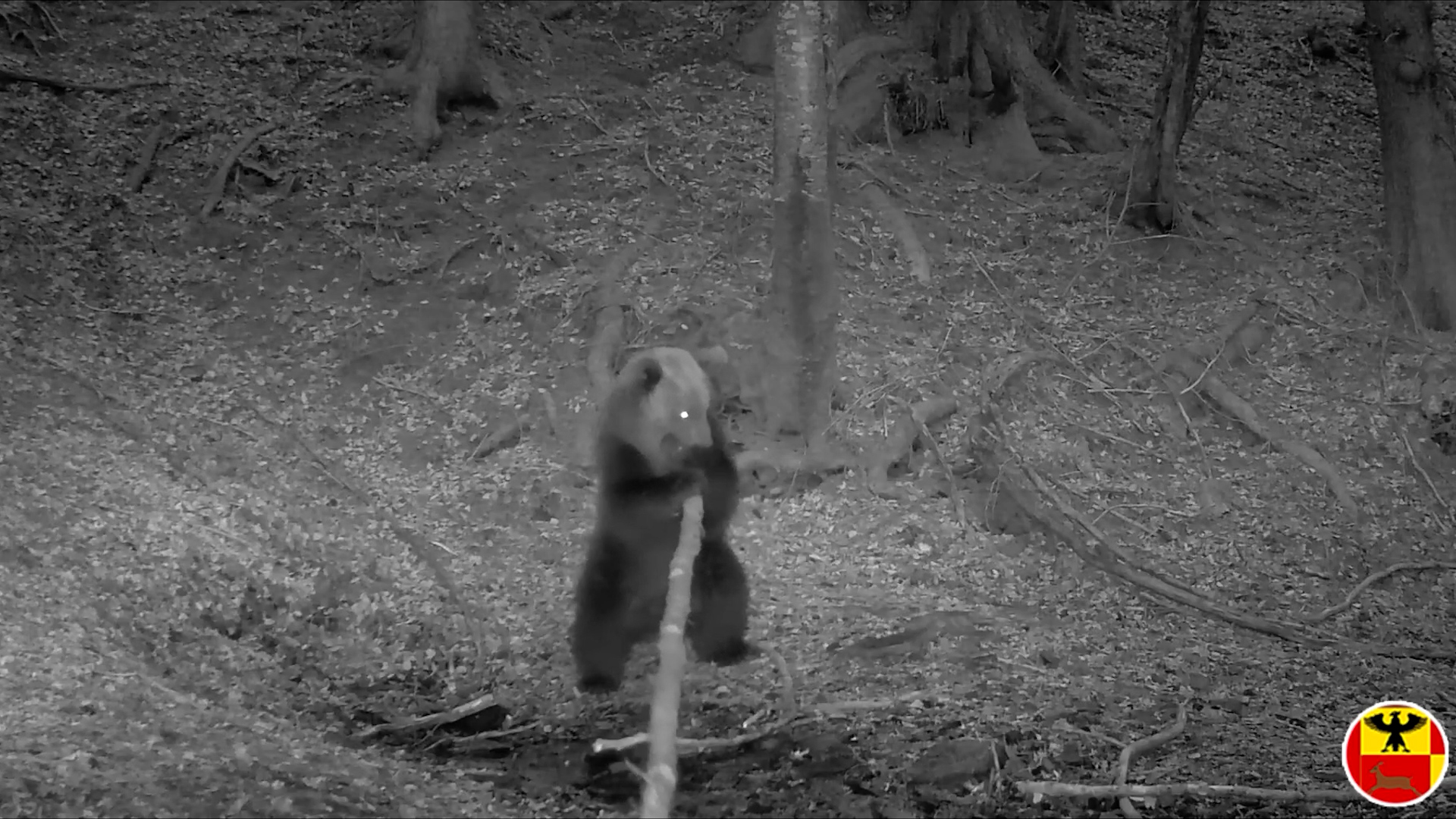 Avvistamenti di orso e lupi in alta Valseriana