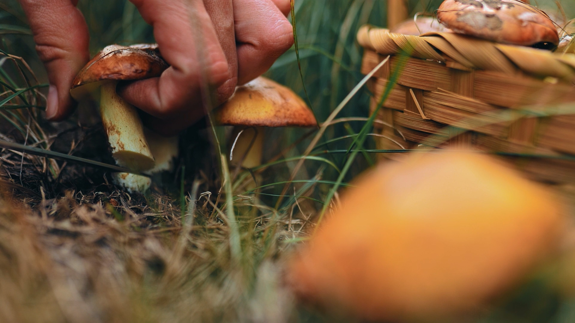 Funghi: in valle Camonica il permesso giornaliero costa 10 euro