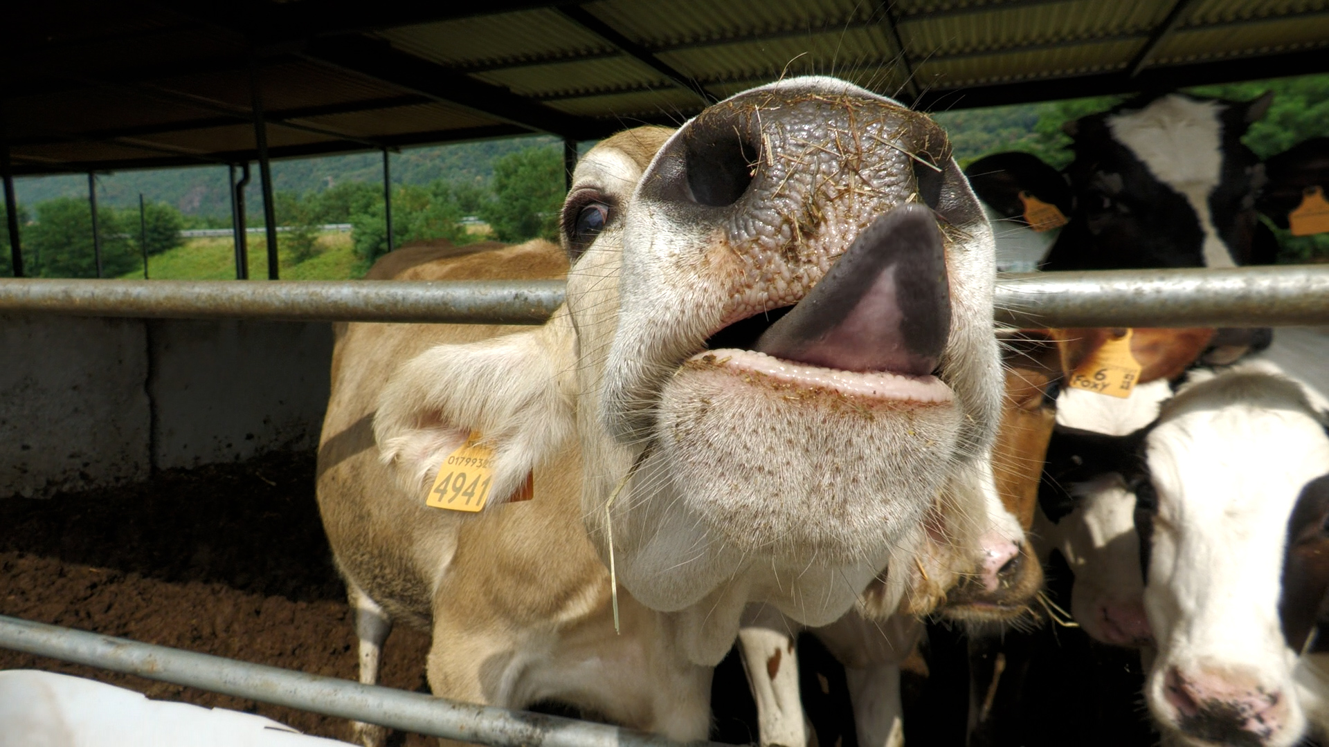 Caldo: nelle stalle arrivano ventilatori e doccette. Ma gli animali producono comunque meno e i costi aumentano