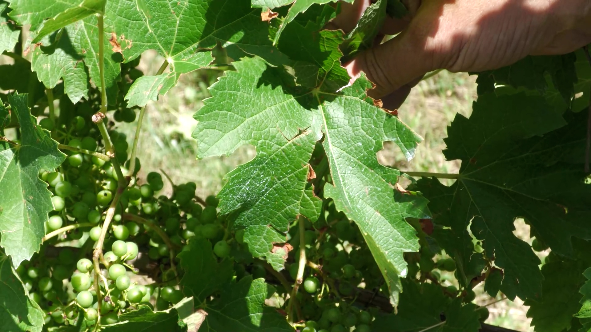 Grandine in Franciacorta: compromesso il 20% del raccolto